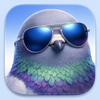 pigeon avatar